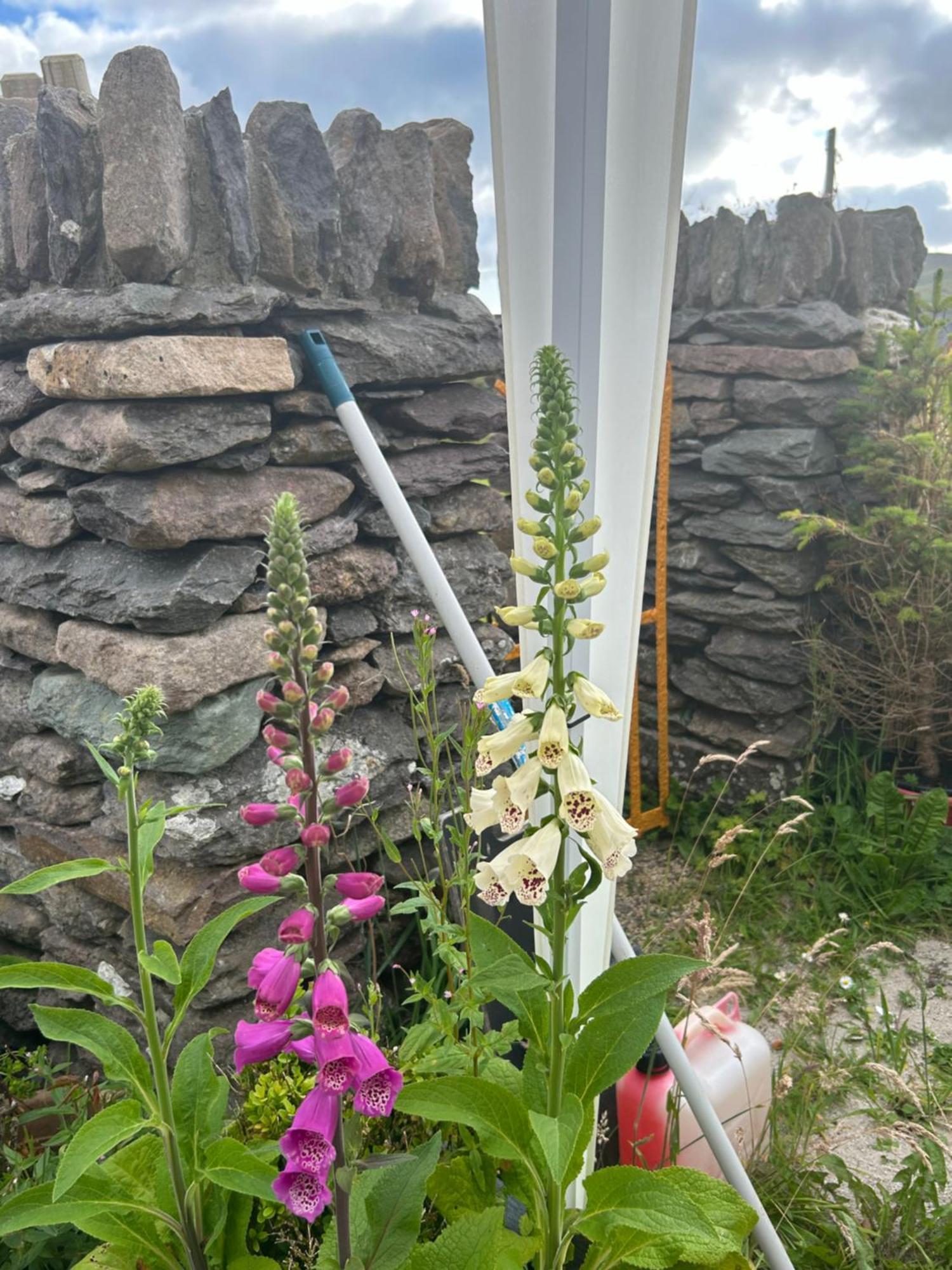Tig Monbretia Apartman Dingle Szoba fotó